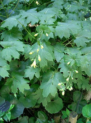 Kirengeshoma palmata